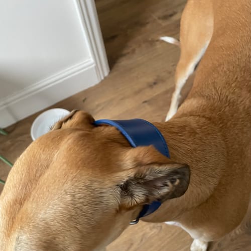 Customer photo review of Padded Sighthound Collars