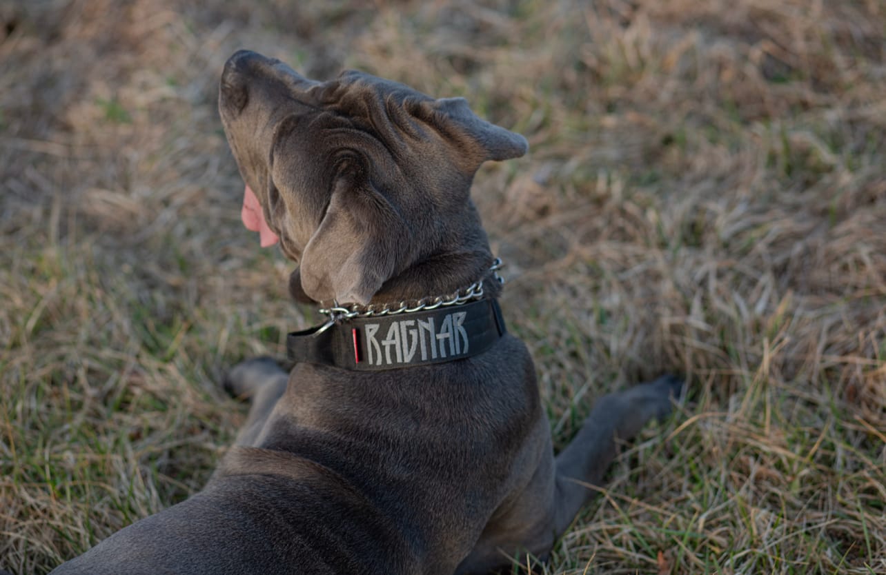 Customer photo review of 2" Tactik Dog Collar - Black