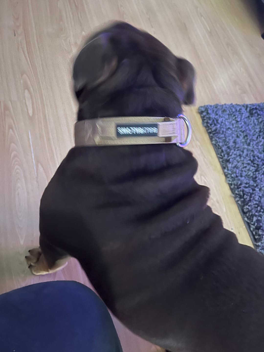 Customer photo review of 4cm Combat® Collar | With Handle & Rated Clip - Military Tan v2.0