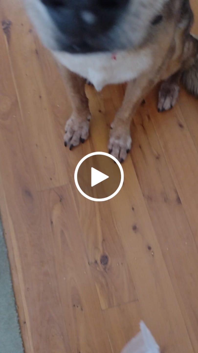 Customer video review of ! CLEARANCE SALE Superfood Treat Bundle