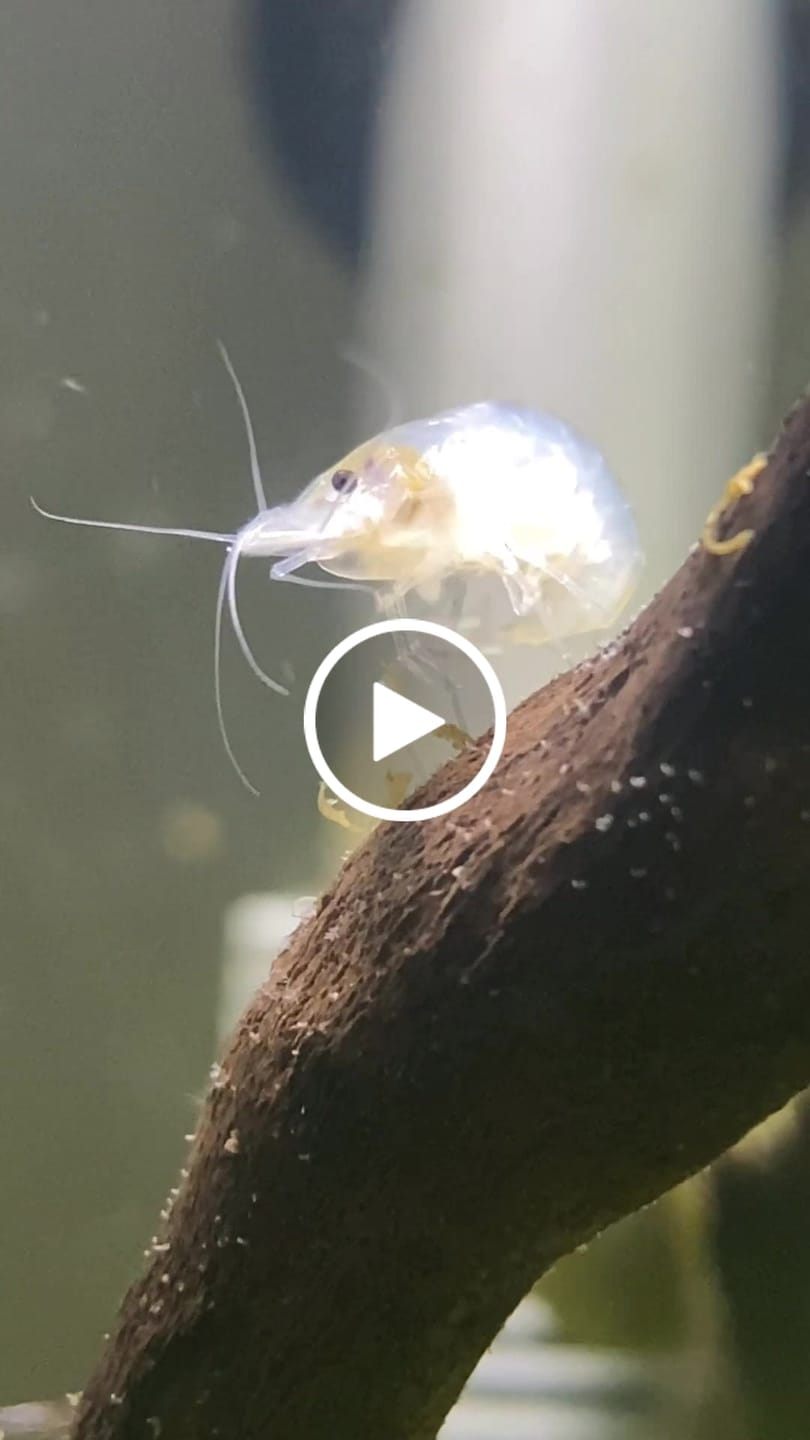 Customer video review of Snowball Shrimp