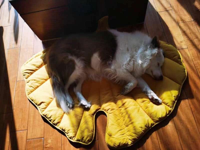 Customer photo review of Leaf Shape Mat