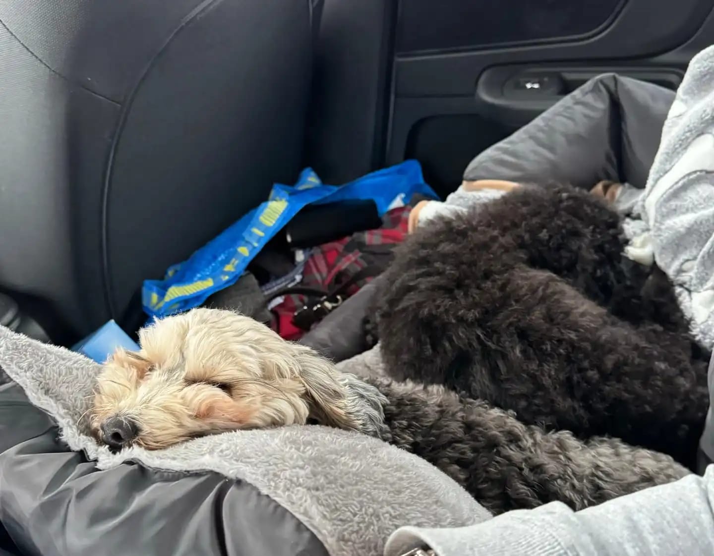 Customer photo review of Large Car Bed