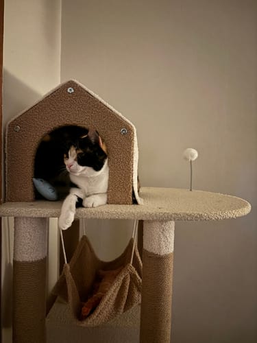 Customer photo review of Ona's Cottage Multi-Tier Cat Tree with Cat Scratching Posts