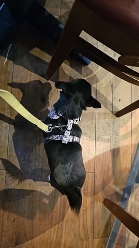 Customer photo review of Adjustable Harness Lucky Dip