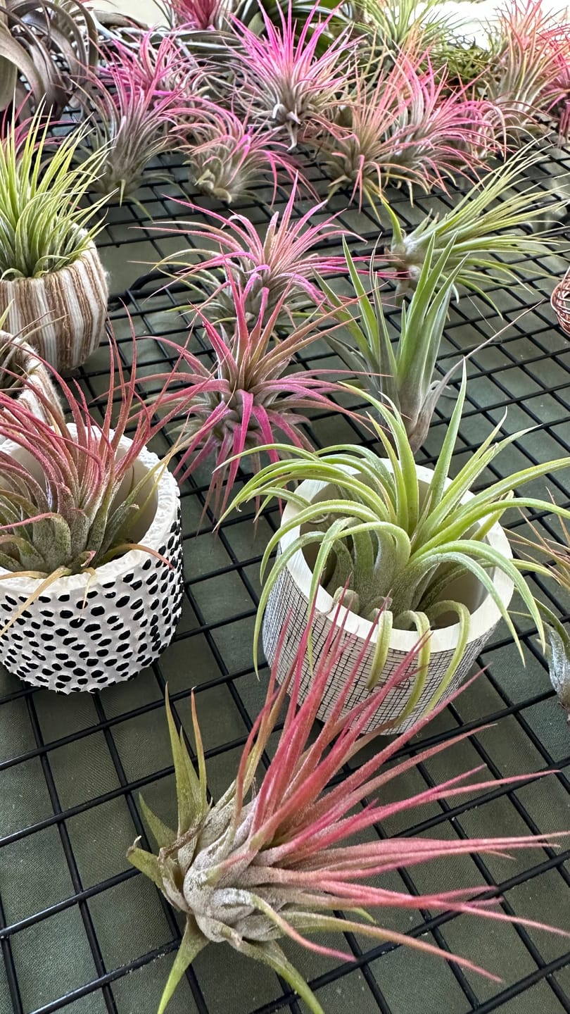 Customer photo review of B Quality Ionantha Variety 3 Pack  ($0.75 Per Plant)