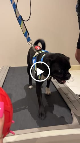 Customer video review of WALK #001 Dog Lovers Pack