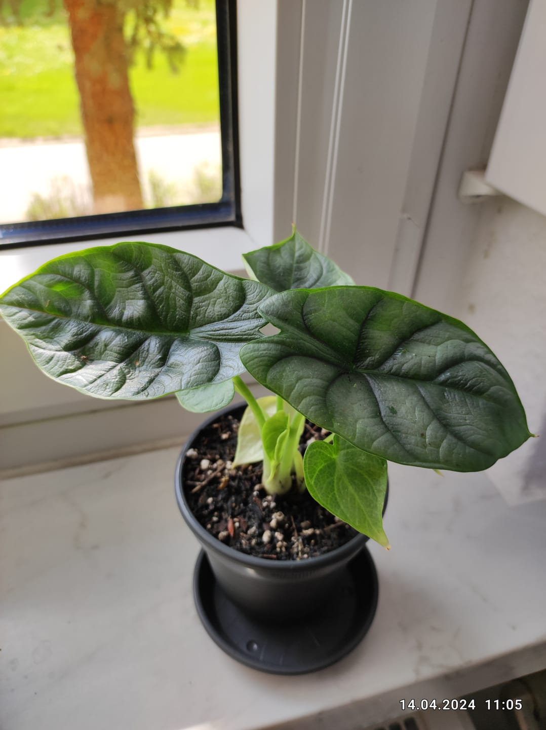 Customer photo review of ALOCASIA SILVER DRAGON