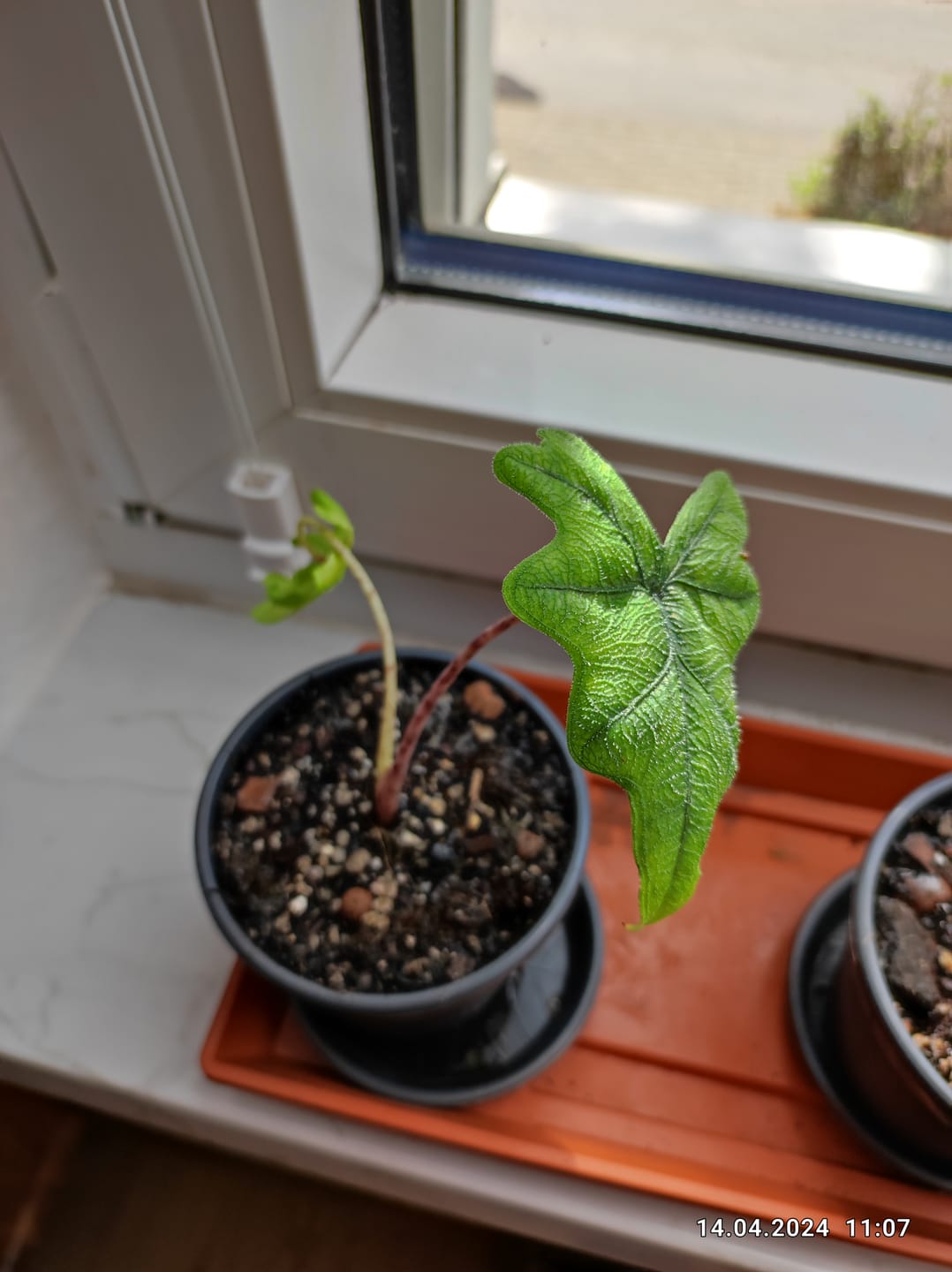Customer photo review of ALOCASIA JACKLYN