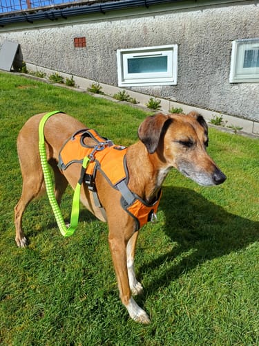 Customer photo review of 1.2m Shock Absorbing Bungee Dog Lead
