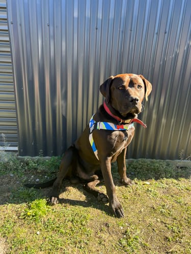 Customer photo review of WALK #001 Dog Lovers Pack