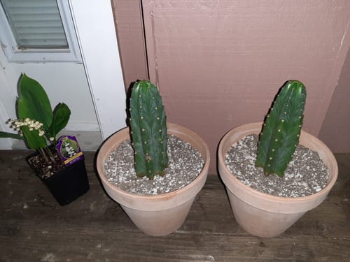 Customer photo review of San Pedro Cactus | Echinopsis (Trichocereus) pachanoi