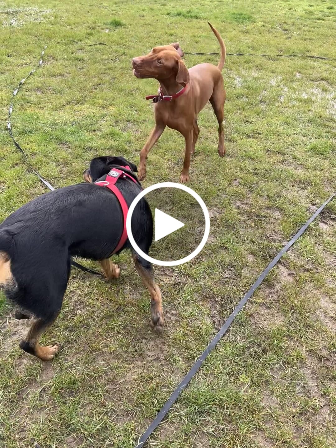 Customer video review of 4cm Combat® Collar | With Handle & Rated Clip - Red v2.0
