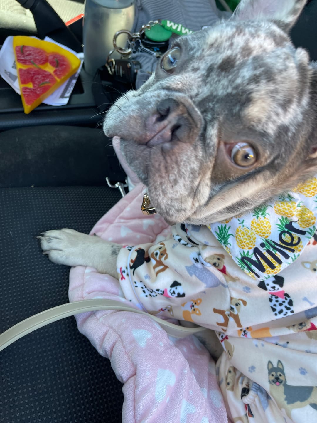 Customer photo review of HARNESS - Taupe