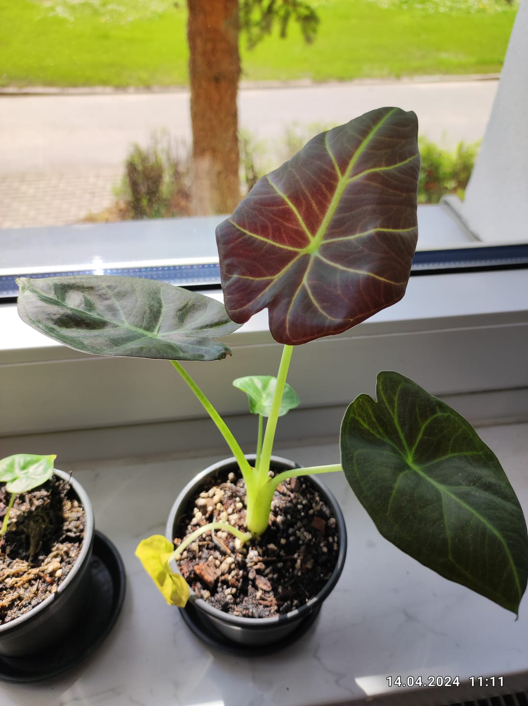Customer photo review of ALOCASIA REGAL SHIELD