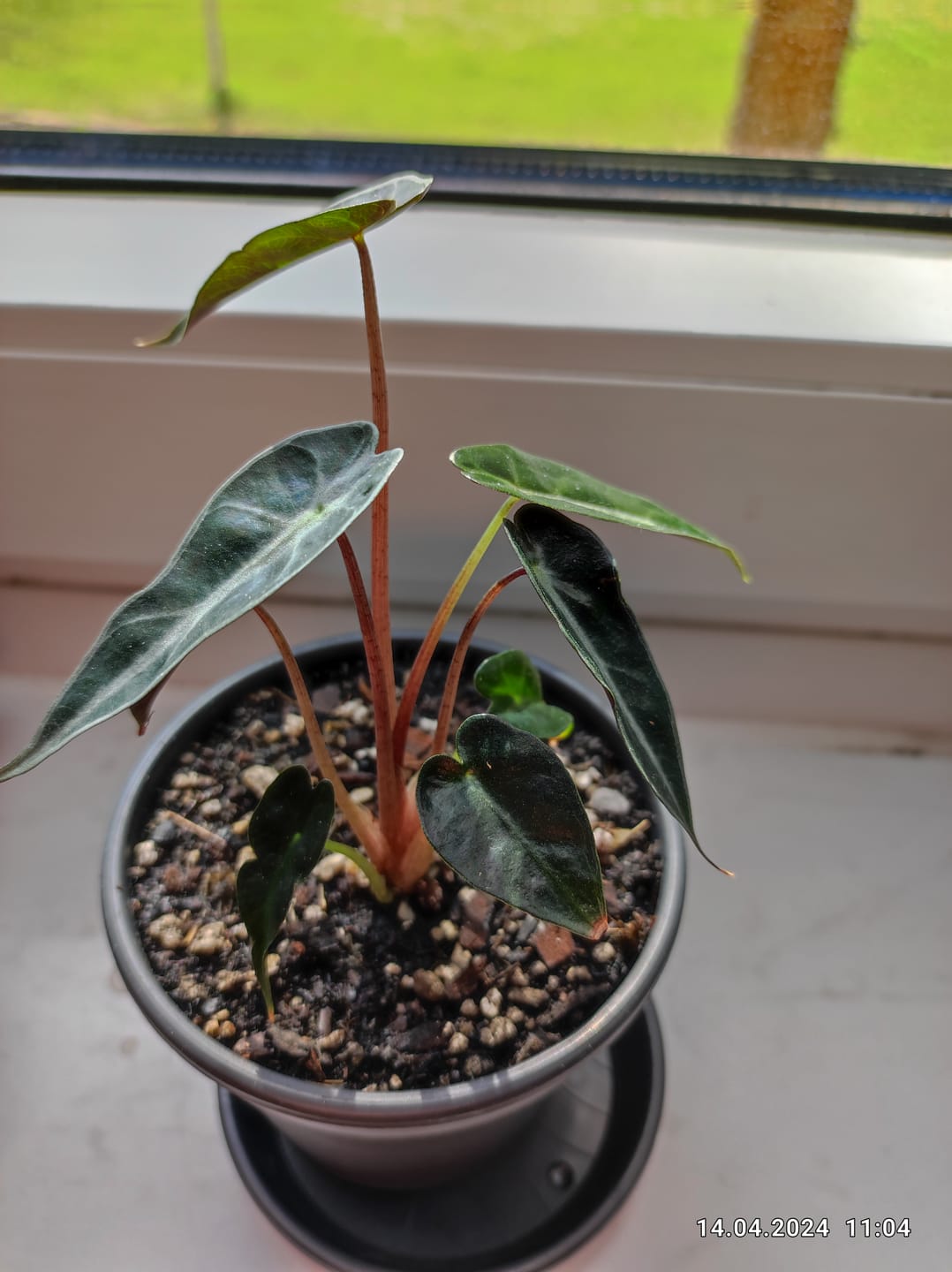 Customer photo review of ALOCASIA BAMBINO
