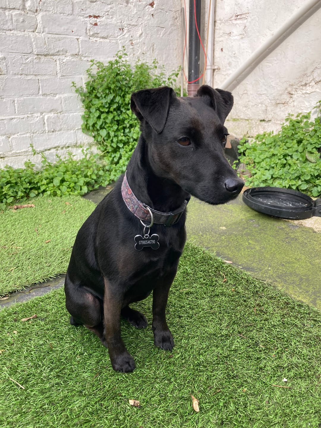 Customer photo review of Total Calm Powder For Dogs