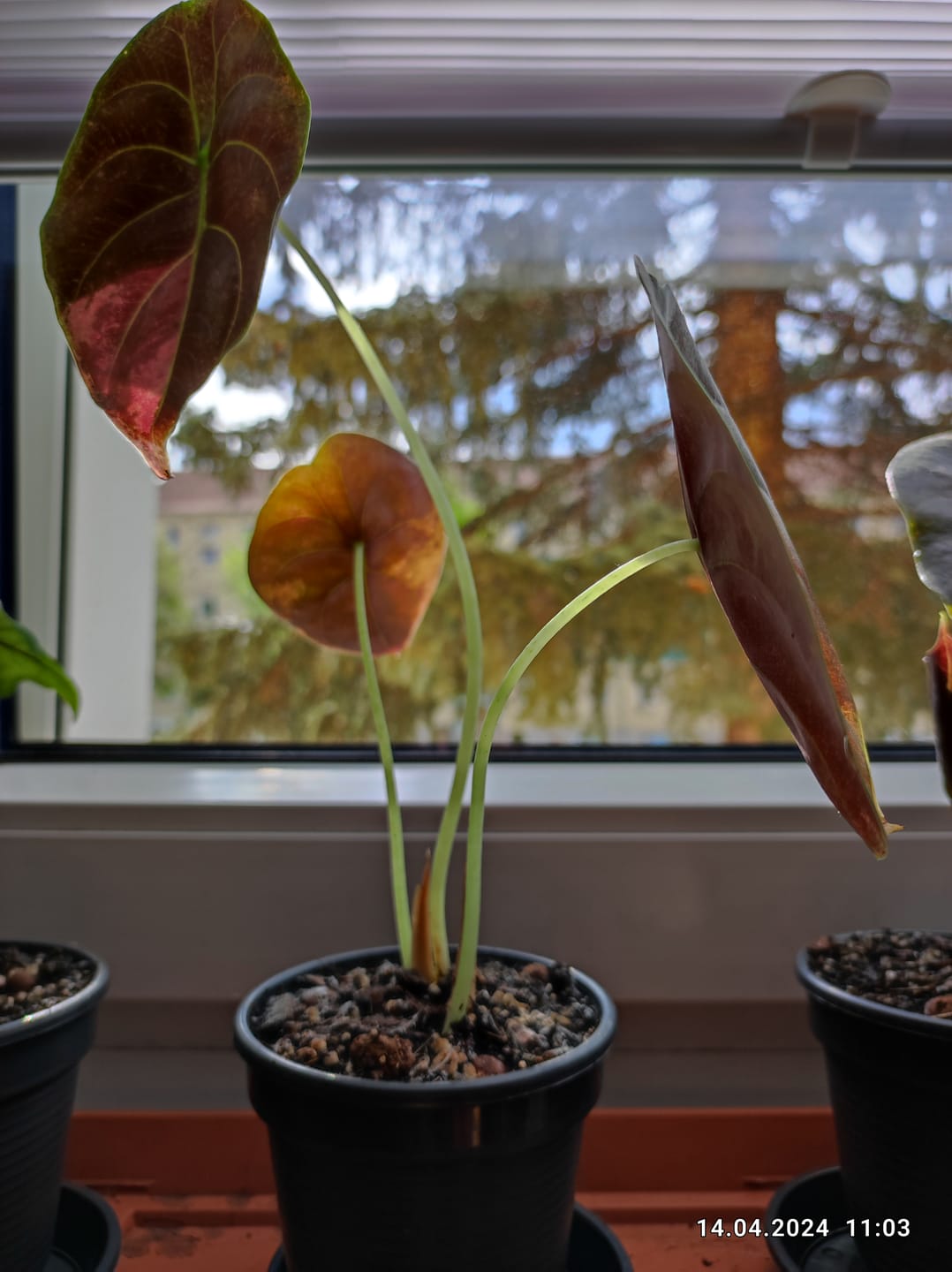 Customer photo review of ALOCASIA CUPREA RED SECRET