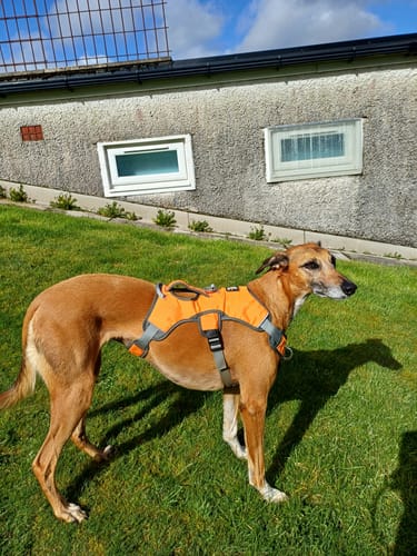 Customer photo review of Sighthound Escape Proof Harness