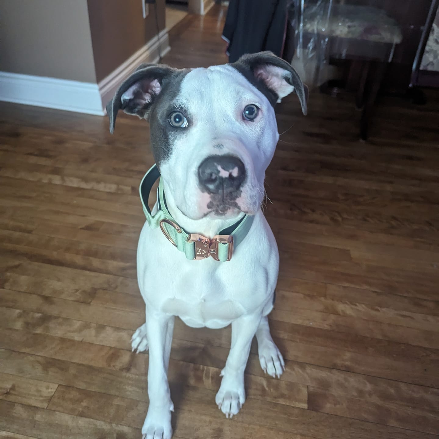 Customer photo review of 2" Tacti Luxe Dog Collar - Rose Gold - Honeydew