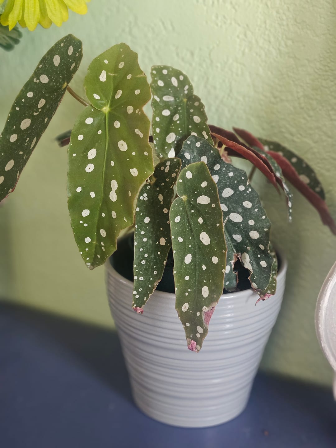 Customer photo review of Begonia maculata