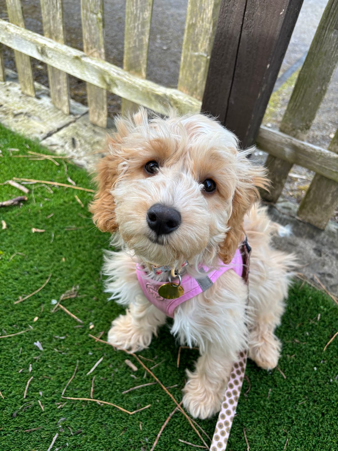 Customer photo review of Pawsome Pup Harness - Pink