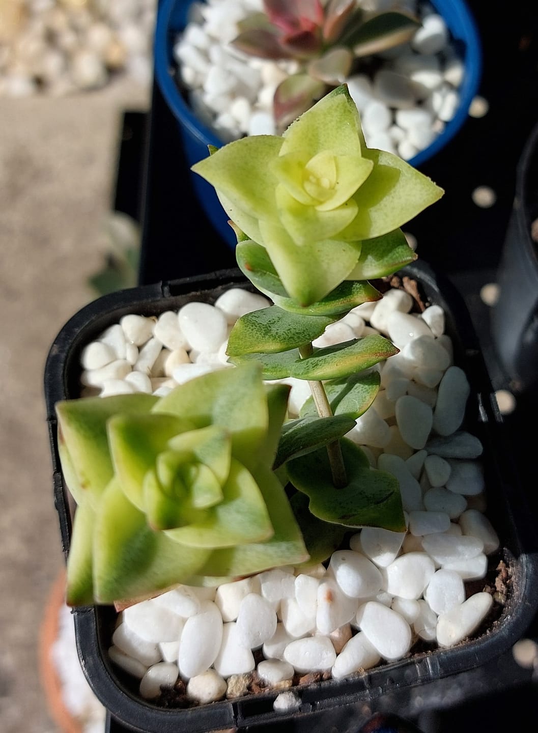 Customer photo review of Crassula perforata variegated