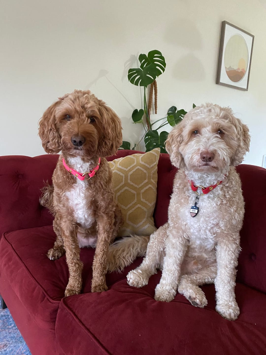 Customer photo review of House Collar
