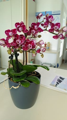 Customer photo review of Große Two of Us mit lila Blüten und 4+ Stielen im 3er Set