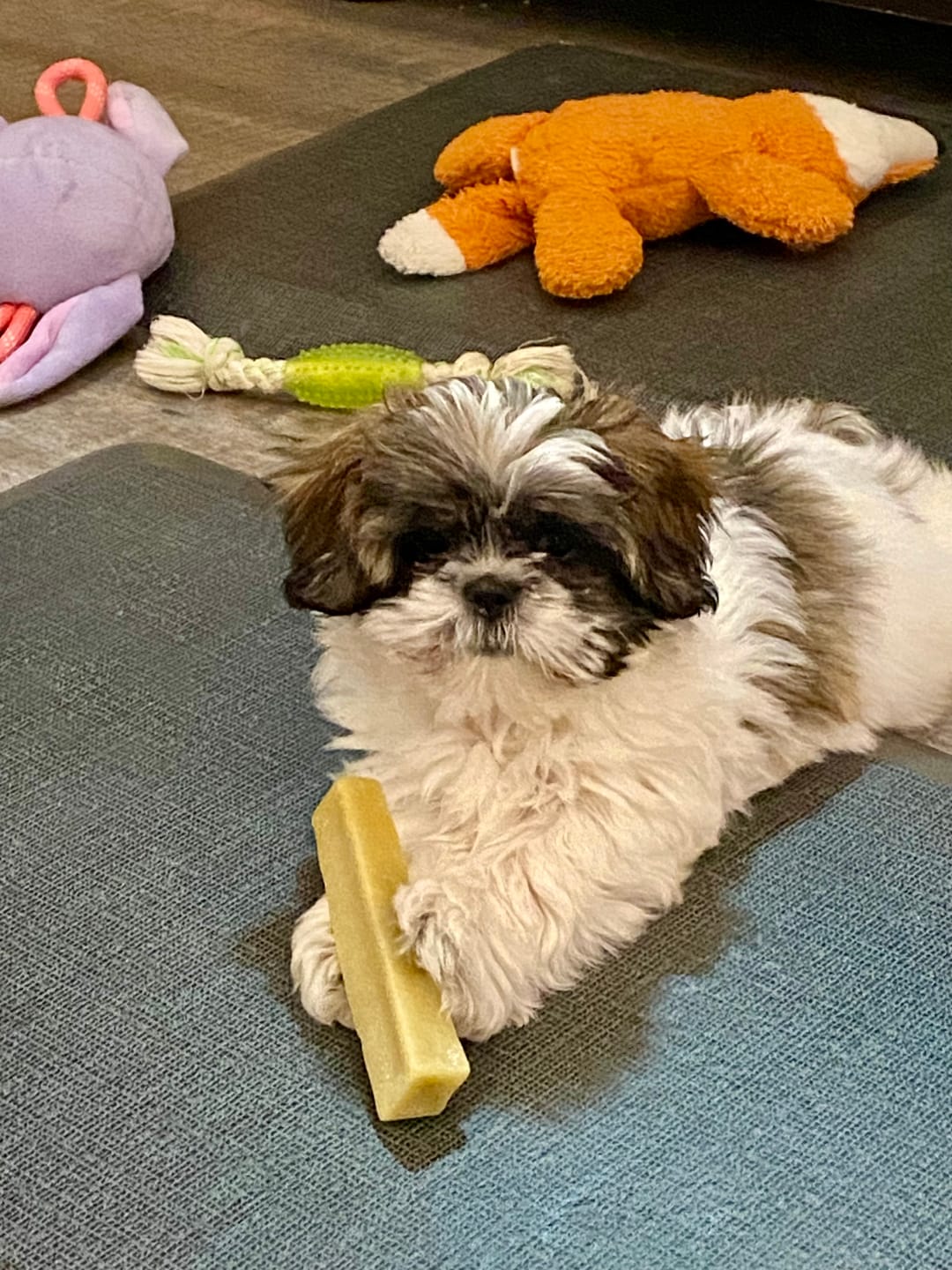 Customer photo review of Himalayan Yak Chew (SMALL)