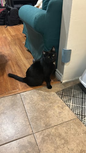 Customer photo review of Roxy Top - Cross Over Cut Out Halter Top Black