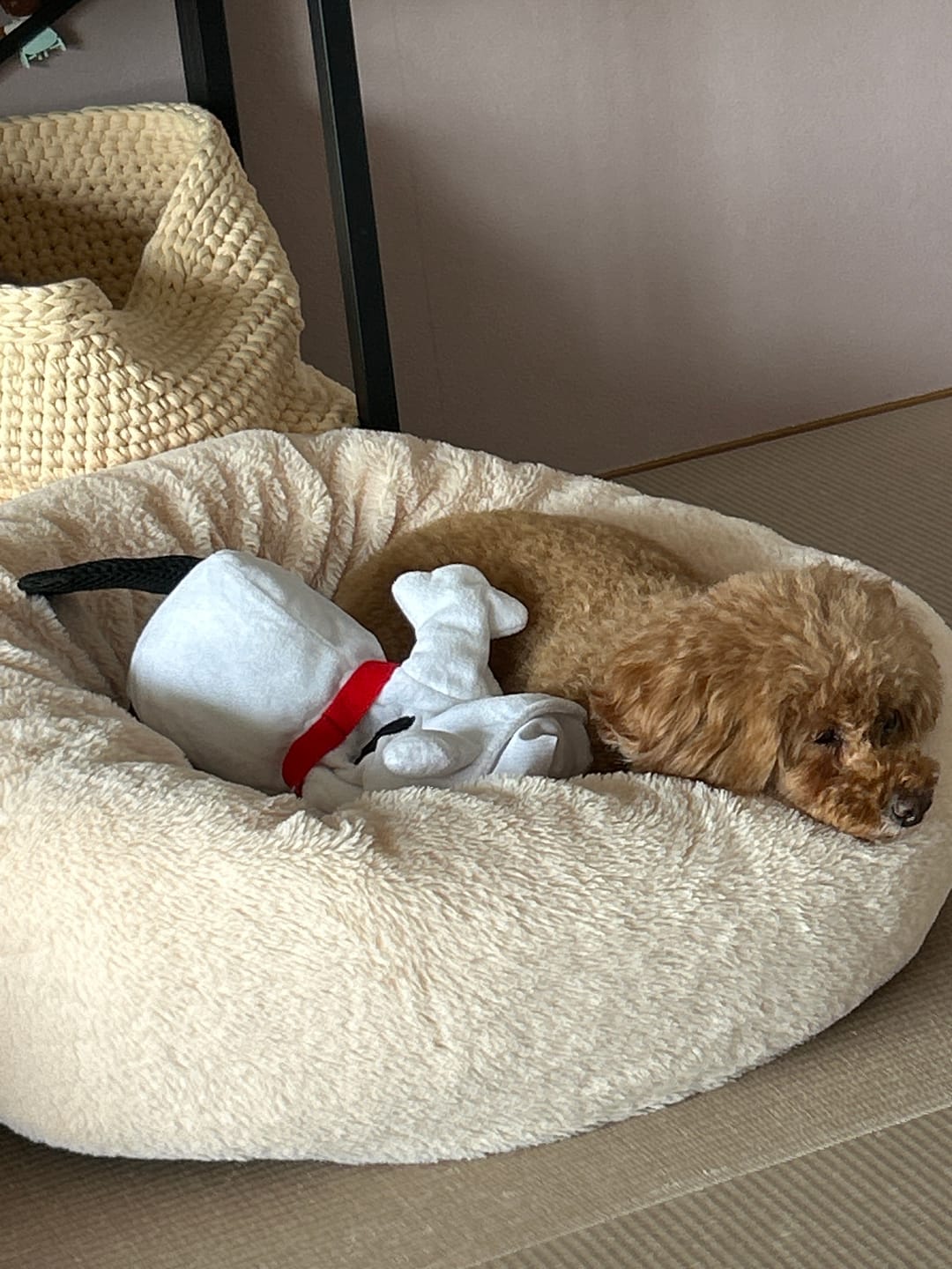 Customer photo review of 替えカバー（ペットが安らぐベッド専用）