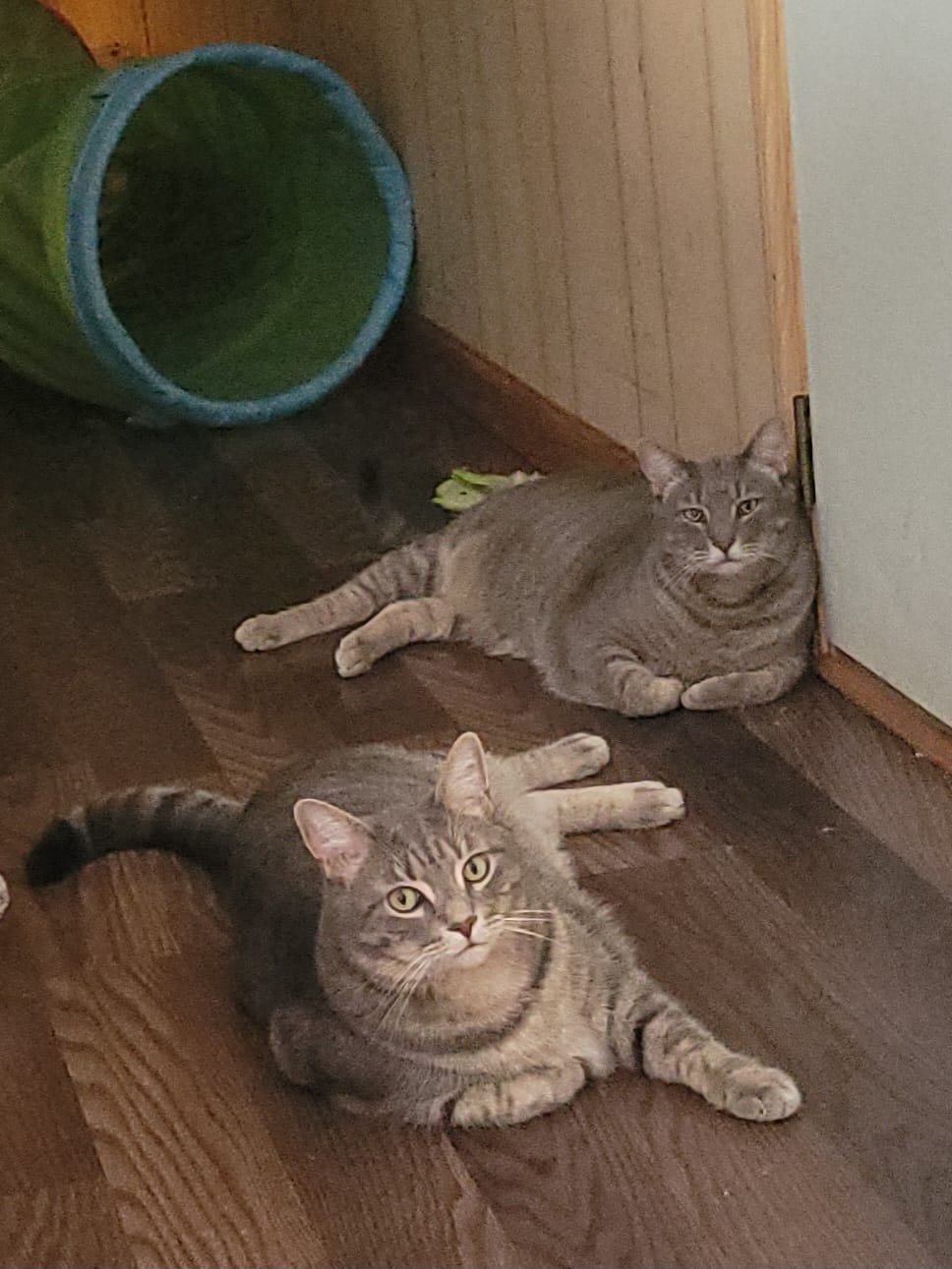 Customer photo review of Homeopathic Broad Spectrum Dewormer for Cats & Kittens