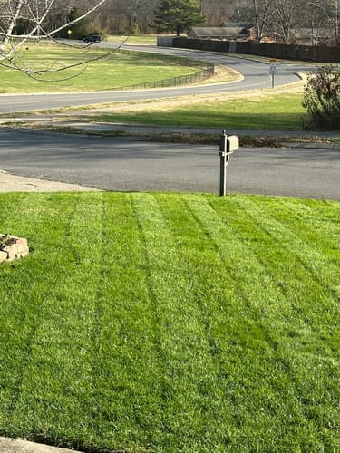 Customer photo review of GCI Turf Type Tall fescue Grass Seed