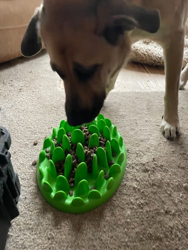 Customer photo review of Acana Adult Dog Food