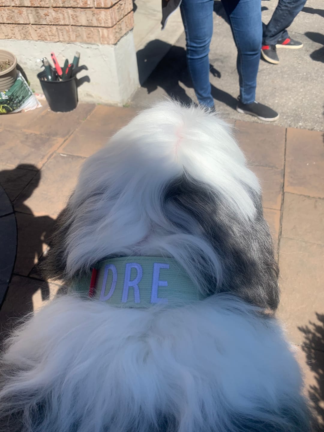 Customer photo review of 2" Tacti Luxe Dog Collar - Rose Gold - Honeydew