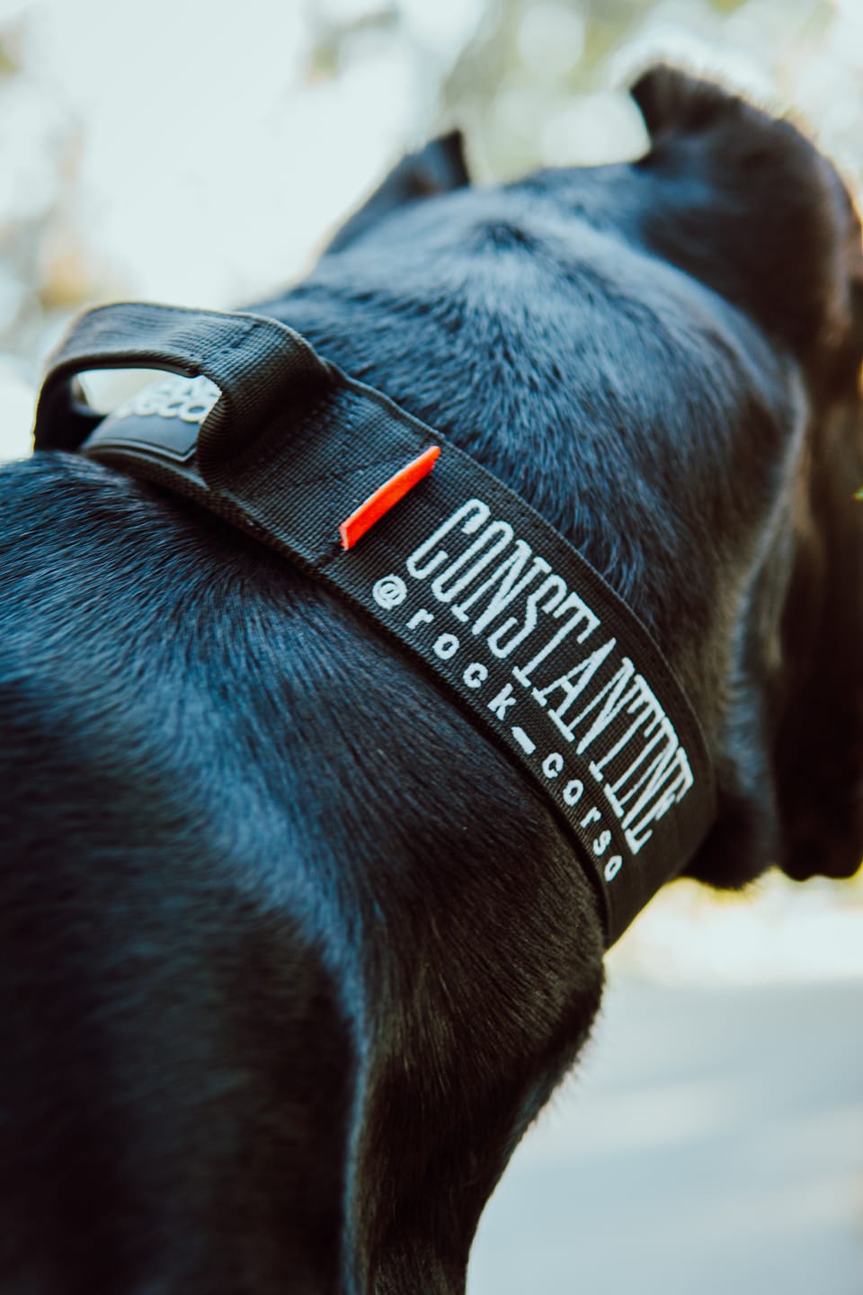 Customer photo review of 2" Tactik Dog Collar - Black