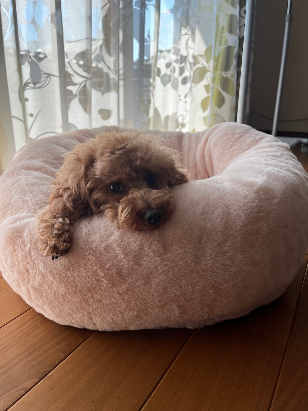Customer photo review of 替えカバー（ペットが安らぐベッド専用）