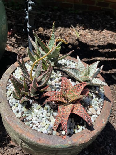 Customer photo review of Aloe Variety - 5 Pack