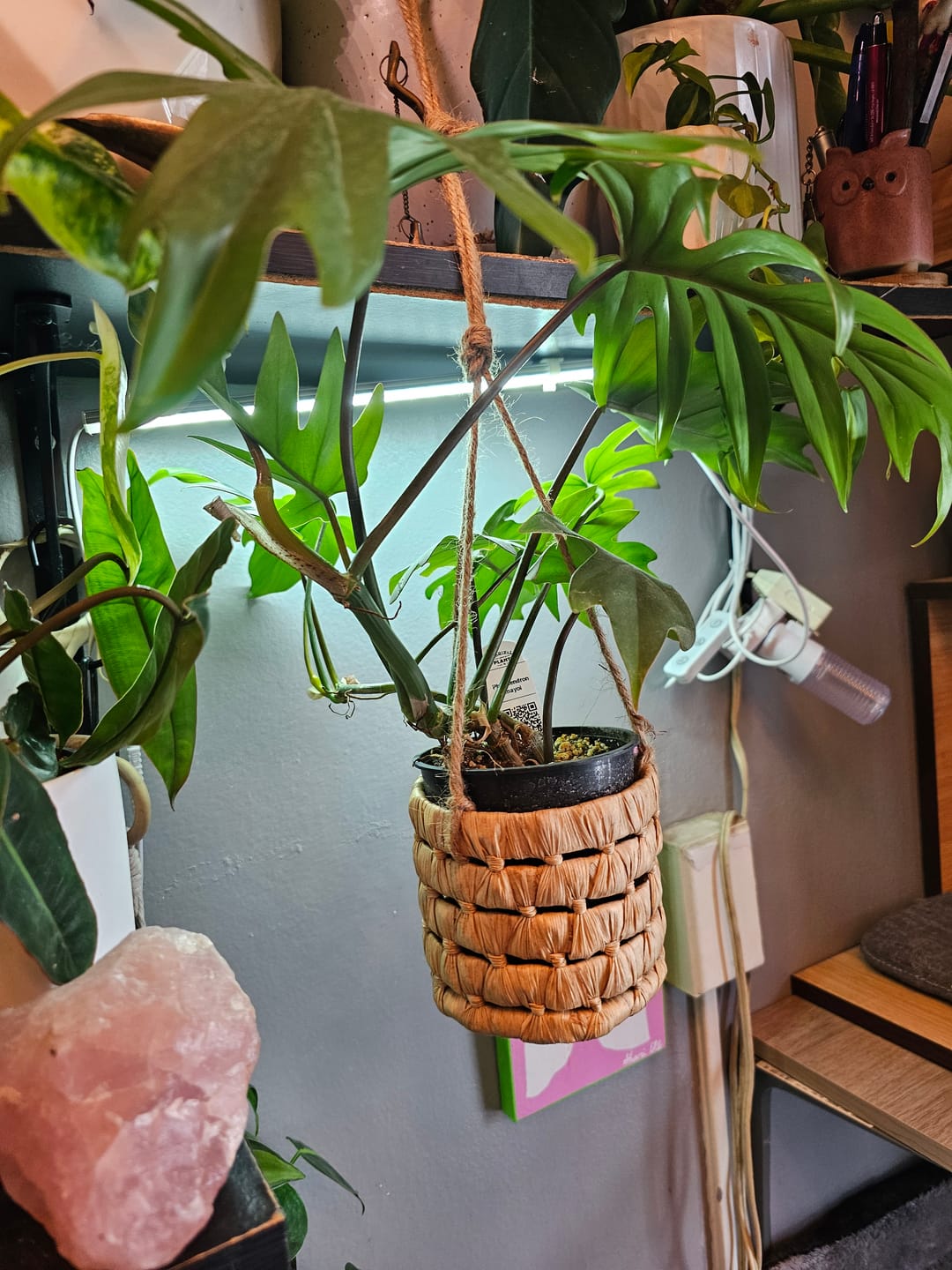 Customer photo review of Philodendron mayoi