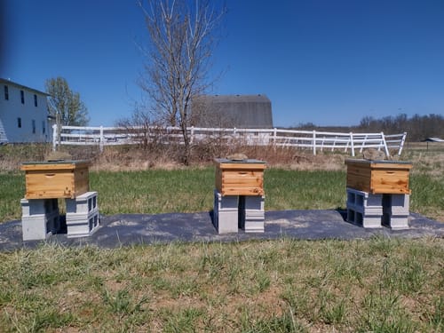 Customer photo review of BeeCastle Beehive 10 Frame 4 Layer:Beeswax Coated Bee Hive with 2 Deep Brood,2 Super Boxes,Complete with Wooden Frames and Beeswax Plastic Foundation.Logo Free Hive for a Natural Beekeeping Experience