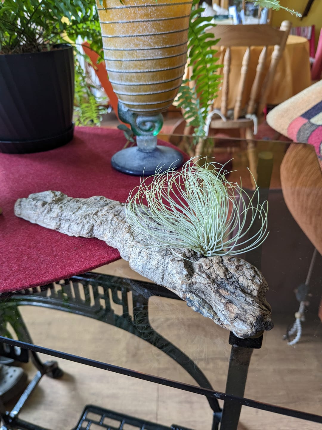 Customer photo review of Tillandsia andreana