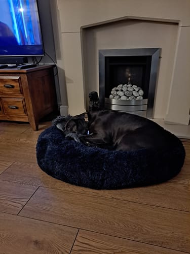 Customer photo review of Calming Donut Bed - Frenchie Blue