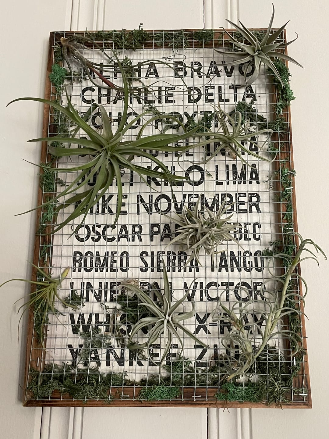Customer photo review of B Quality Greenhouse Mix 10 Plant Pack