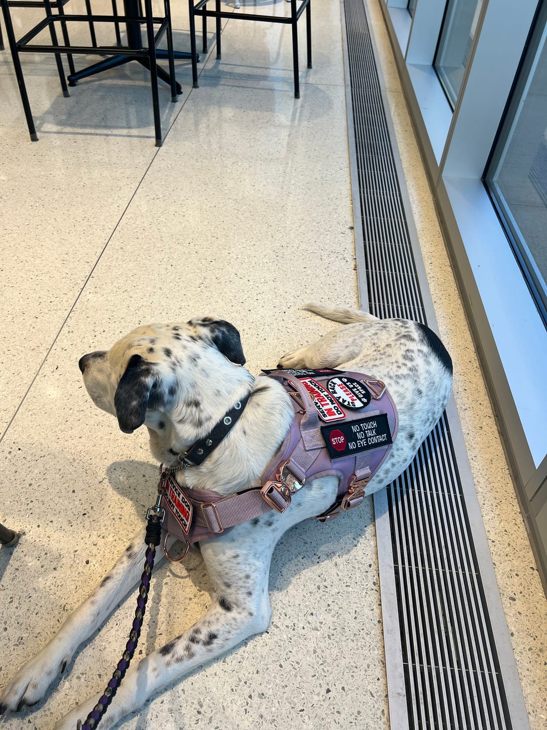 Customer photo review of HNTR 3.0 Dog Harness - Sofia