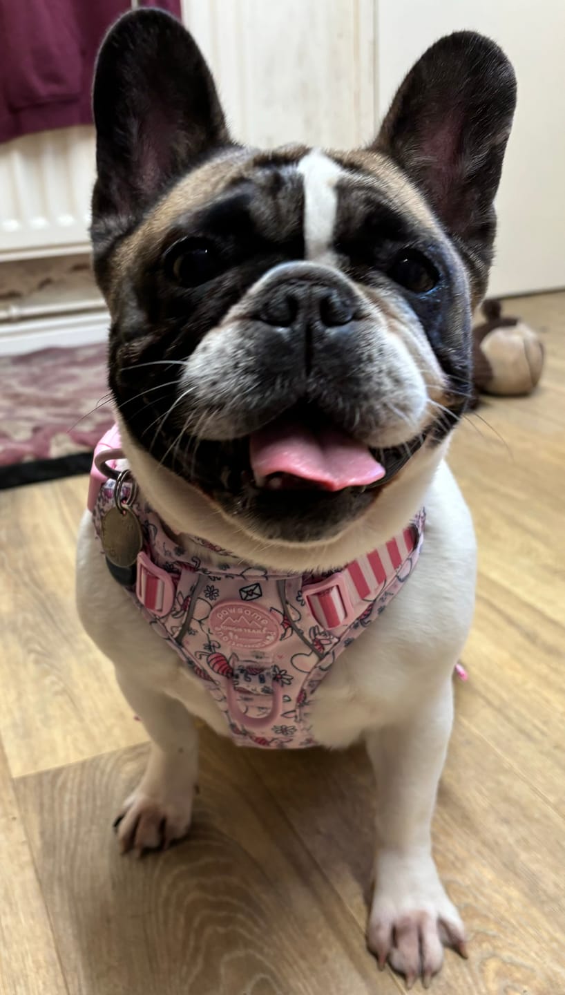 Customer photo review of Tough Trails™ Harness - Piglet