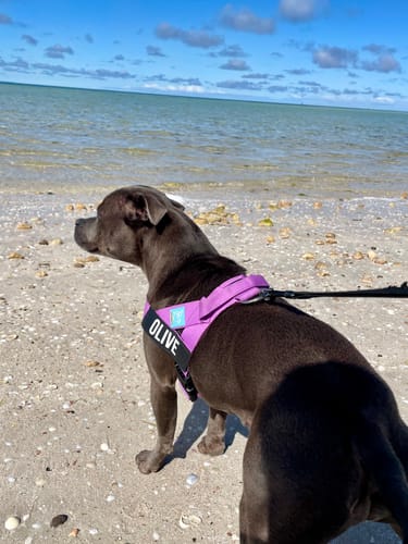 Customer photo review of Dog Harness