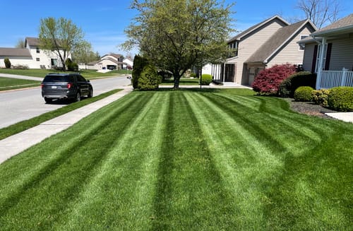 Customer photo review of GCI Turf Cool Blue Grass Seed