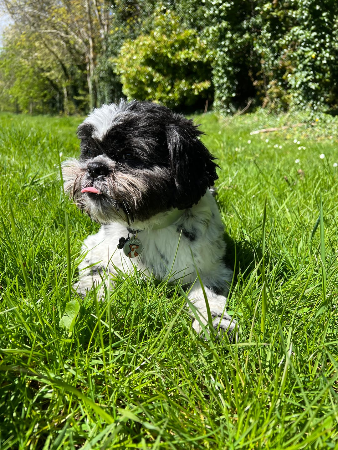 Customer photo review of Waterproof Collar - Winnie + Friends
