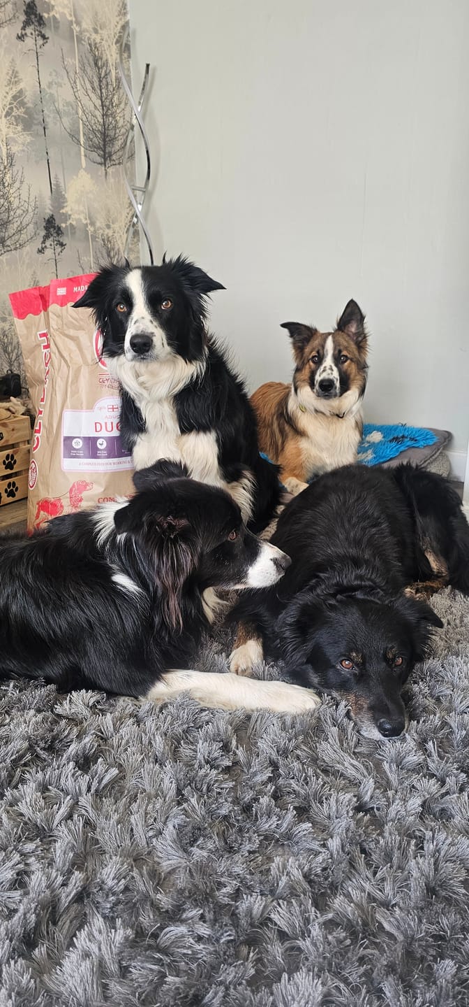 Customer photo review of English Duck Dry Food